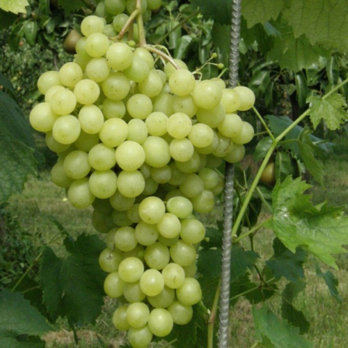 Vitis vinifera 'Pannónia kincse'