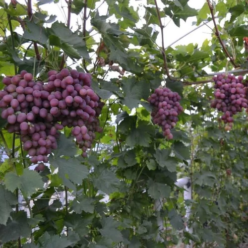 Vitis vinifera 'Rizamat'