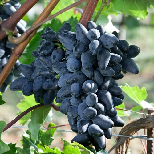 Vitis vinifera 'Souvenir'