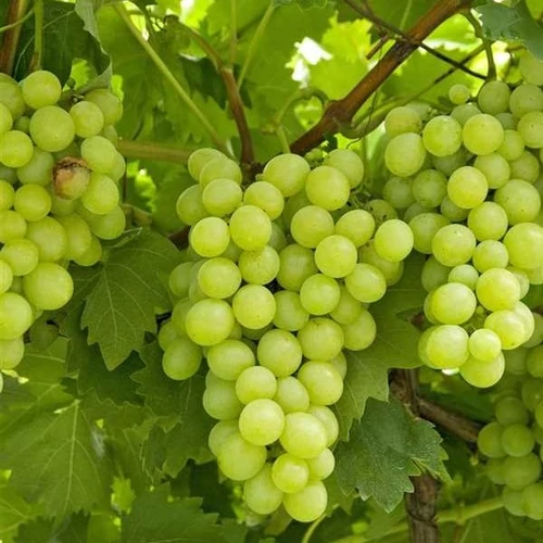 Vitis vinifera 'Suzy'