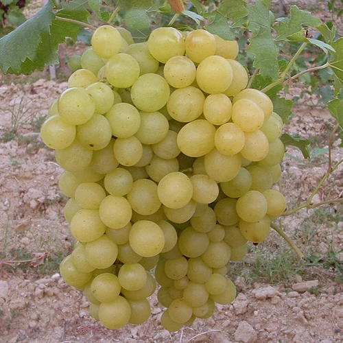 Vitis vinifera 'Szőlőskertek királynéja'