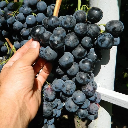 Vitis vinifera 'Sztrasenszkij'