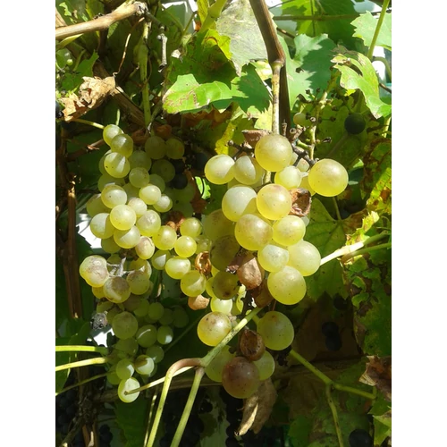 Vitis vinifera 'Teréz'