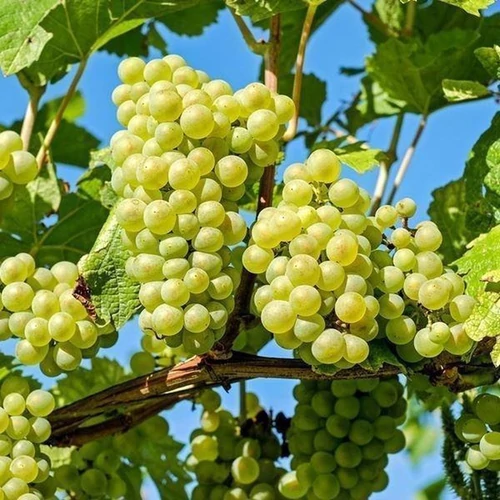 Vitis vinifera 'Vroege van der Laan'