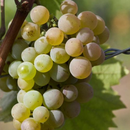 Vitis vinifera 'Zalagyöngye'
