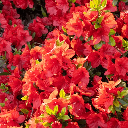 Azalea 'Geisha Red'