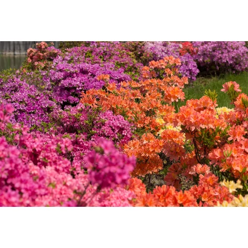 Azalea 'Knaphill'