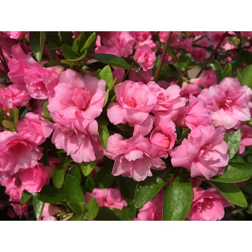 Azalea japonica 'Rosebud'