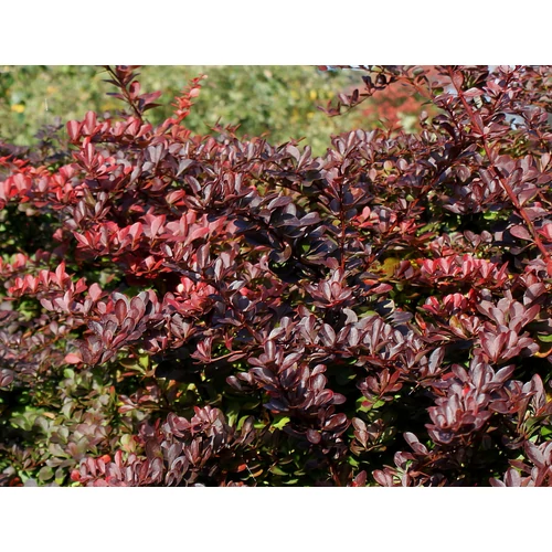 Berberis thunbergii 'Carmen'