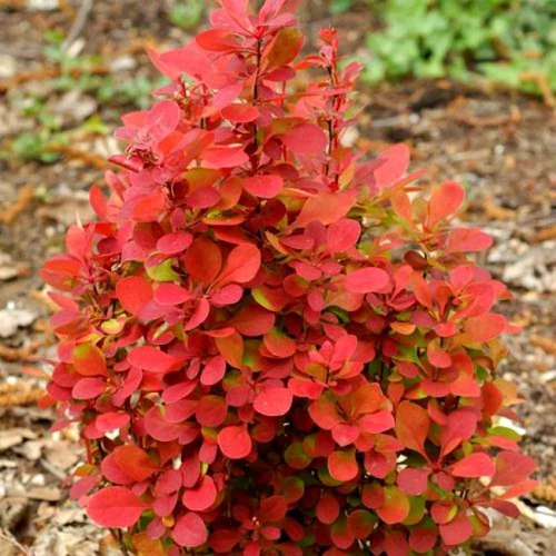 Berberis thunbergii 'Desperados'