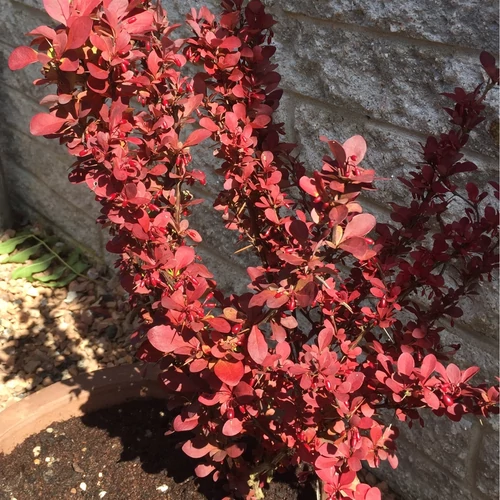 Berberis thunbergii 'Red Rocket'