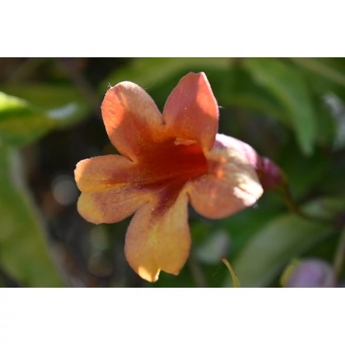 Bignonia capreolata