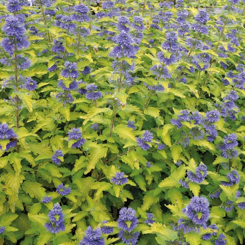 Caryopteris clandonensis 'Hint of Gold'