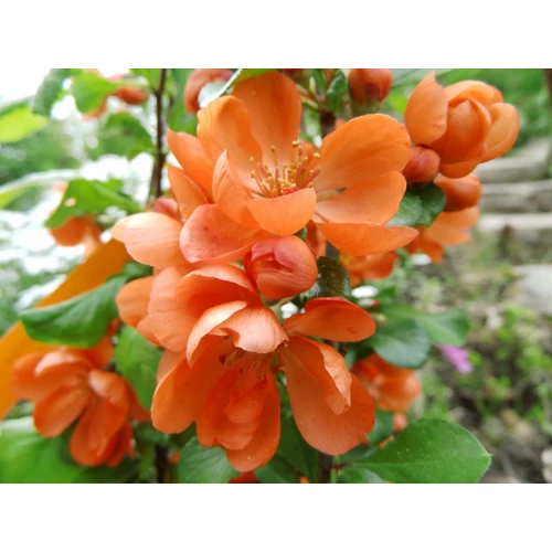 Chaenomeles japonica 'Cido'