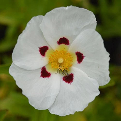 Cistus 'Loretii'