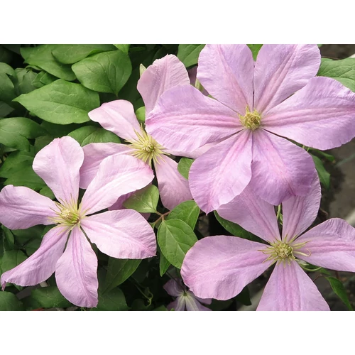 Iszalag rózsaszín - Clematis 'Comtesse de Bouchaud'