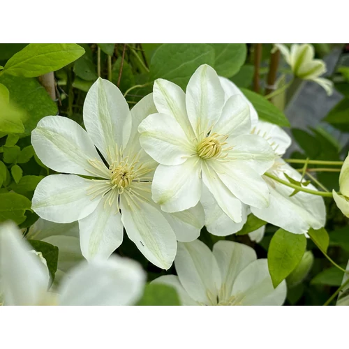 Iszalag nagyvirágú zöldesfehér - Clematis 'Guernsey Cream' 60/80cm K2l