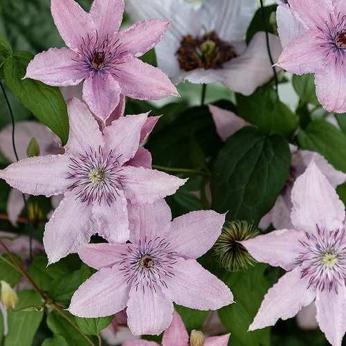 Clematis 'Hagley Hybrid'