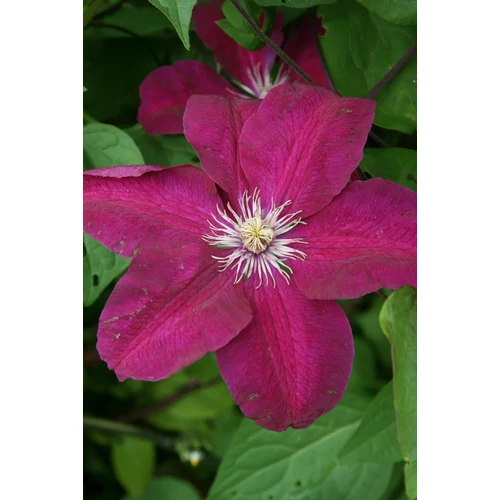 Clematis 'Rouge Cardinal'