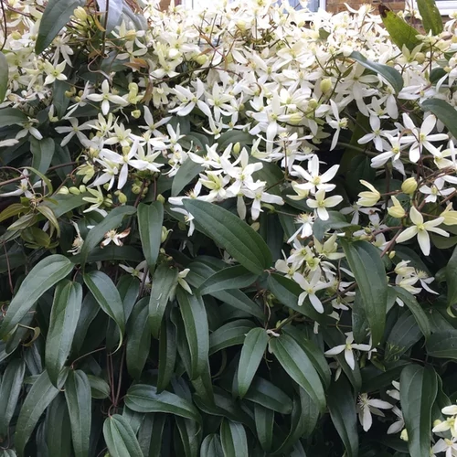 Clematis armandii