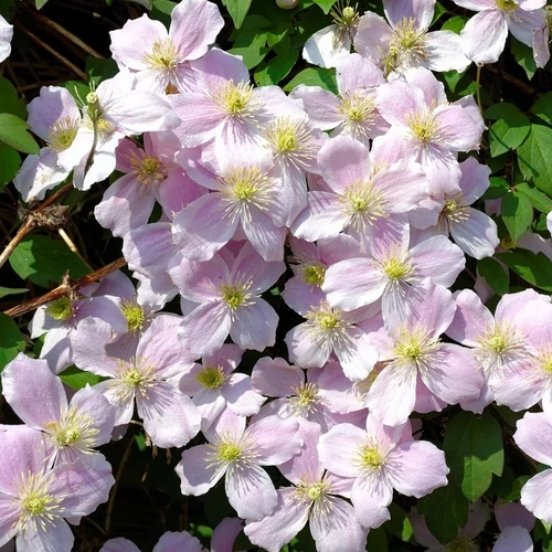 Iszalag rózsaszín-fehér bambuszkeretes - Clematis montana 'Fragrant Spring' 60/80cm K2l