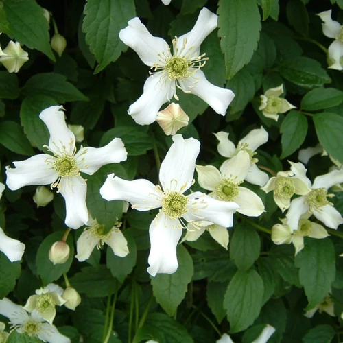 Clematis montana 'Wilsonii'