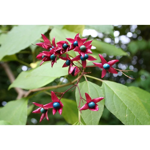 Clerodendrum trichotomum