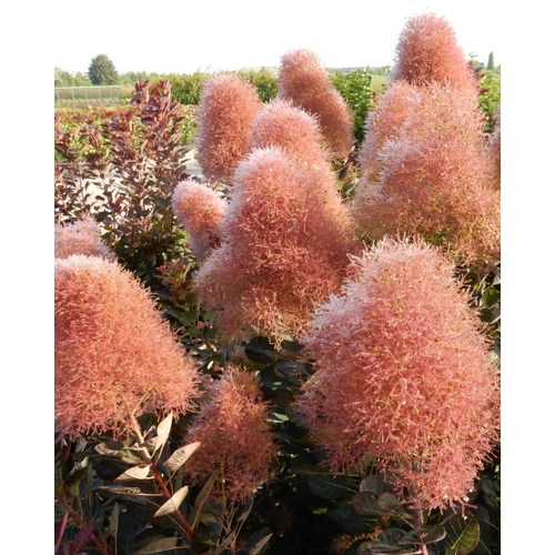 Cserszömörce lilásbarna lombú - Cotinus 'Magical Torch' 60/80cm K4l