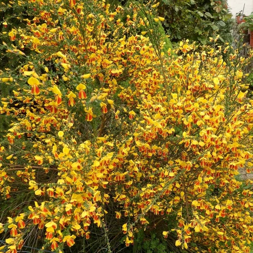 Cytisus 'Palette'
