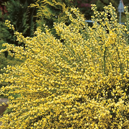 Cytisus praecox 'Allgold'