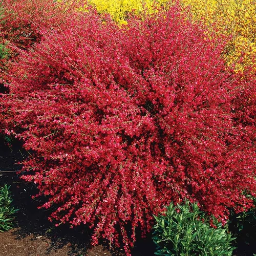 Cytisus praecox 'Boskoop Ruby'
