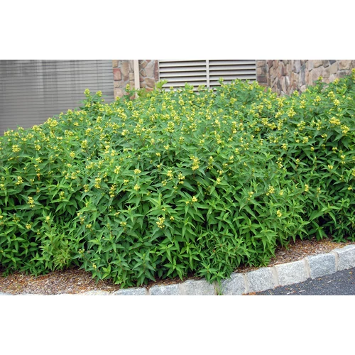 Diervilla sessilifolia