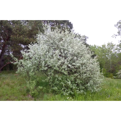 Elaeagnus angustifolia