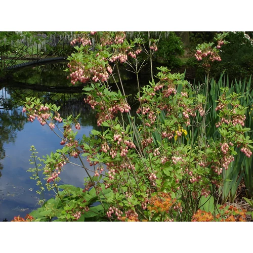 Enkianthus campanulatus 'Red Bells'