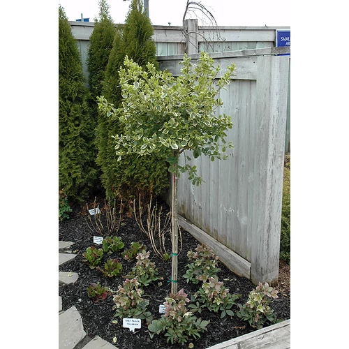 Euonymus fortunei