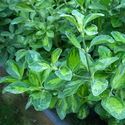 Kecskerágó japán sárgászöld tarka - Euonymus japonicus 'Duc d'Anjou' 30/40cm K2l