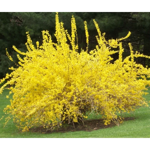 Forsythia intermedia 'Gold Zauber'