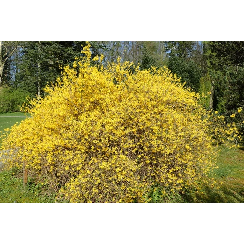 Aranyfa törpe - Forsythia intermedia 'Maluch' 30/40cm K2l