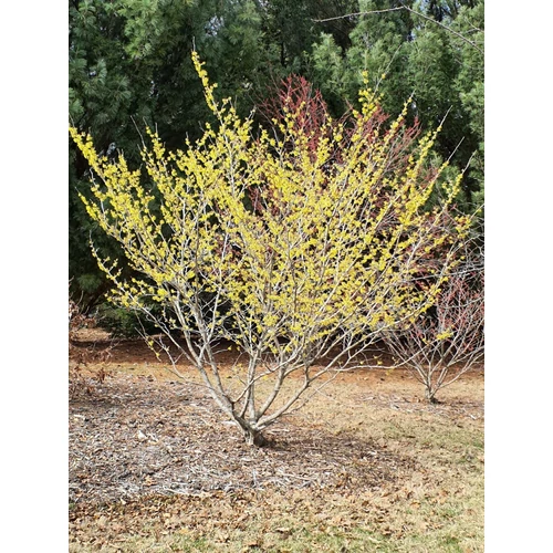 Hamamelis intermedia 'Pallida'