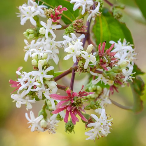 Heptacodium miconioides