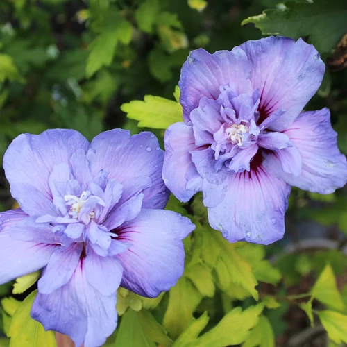 Hibiscus syriacus 'Blue Chiffon'