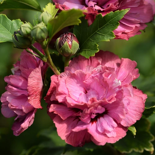 Hibiscus syriacus 'Duc de Brabant'
