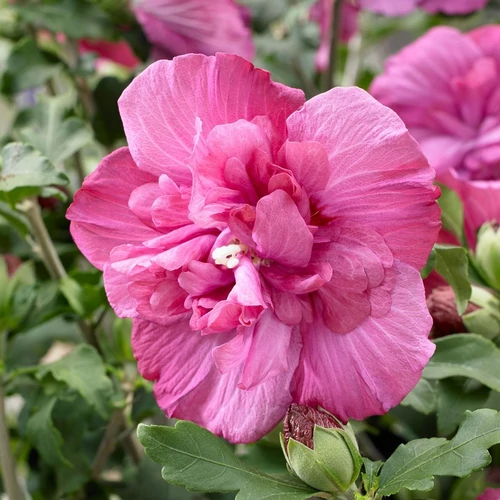 Hibiscus syriacus 'Magenta Chiffon'