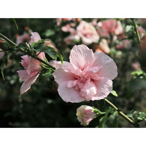 Hibiscus syriacus 'Pink Chiffon'