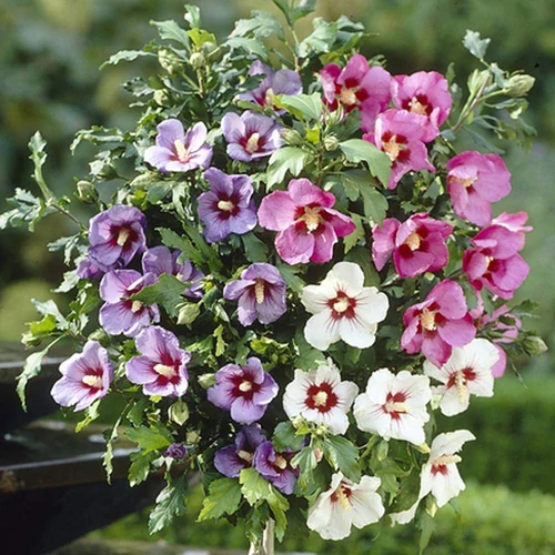 Hibiscus syriacus 'Tricolour'