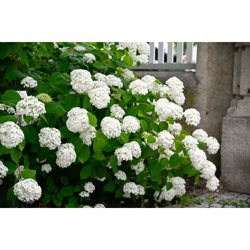 Hydrangea arborescens 'Strong Annabelle'
