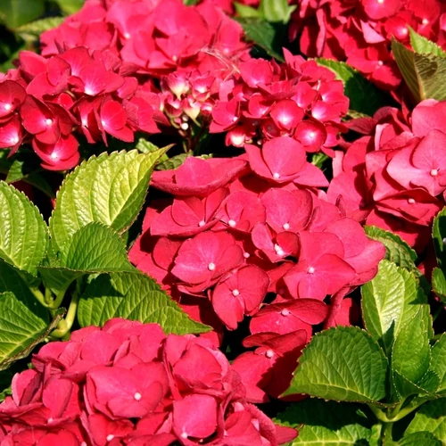 Hydrangea macrophylla 'Dark Red Power'