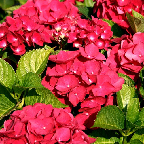 Hydrangea macrophylla 'Dark Red Power'