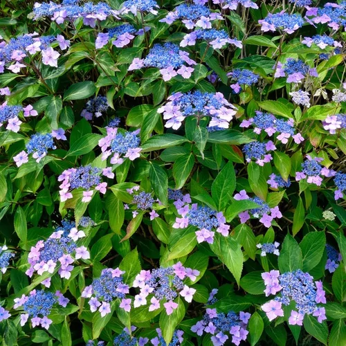 Hydrangea macrophylla 'Mariesii Perfecta'