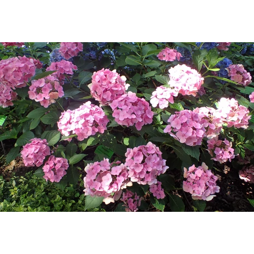 Hydrangea macrophylla 'Messalina'